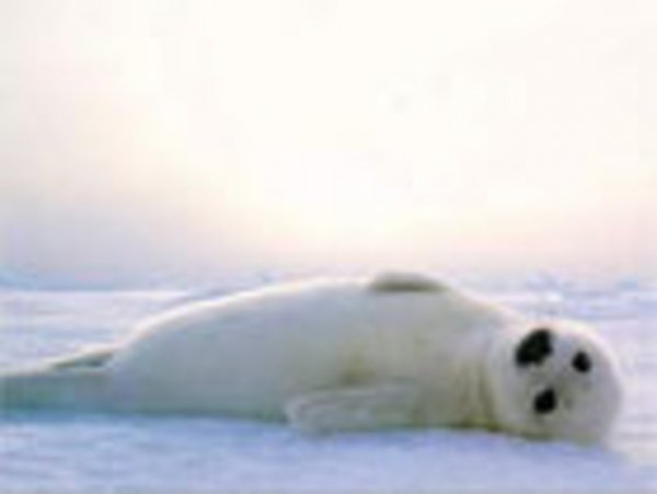 Лень тюлень