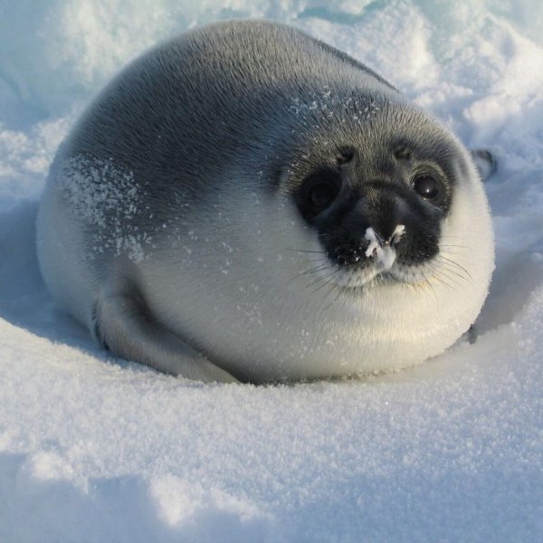 Тюлень орет