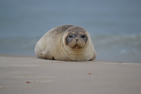 Милое животное в воде с усами