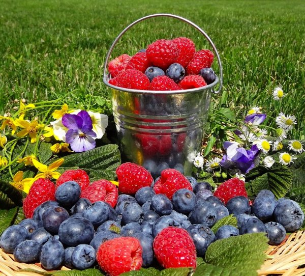 Август ягоды