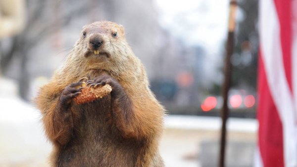 Панксатони Фил день сурка