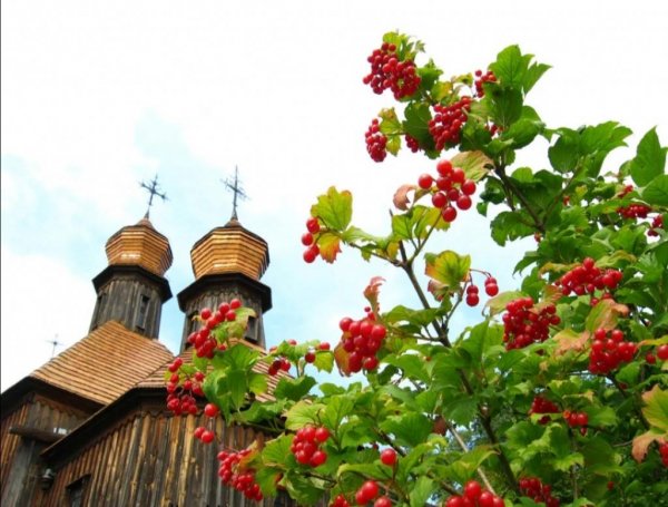 11. Калинов день (Калинник)