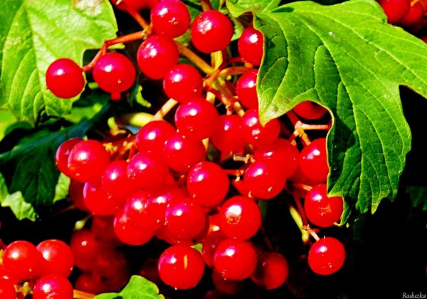 Поспела Калина