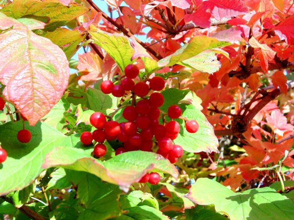 Калина и рябина