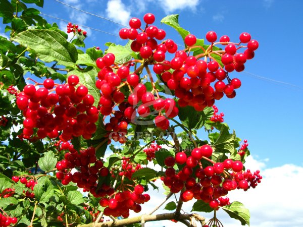 Калина бурятская