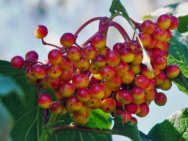 Калина красота