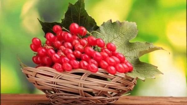 Ягоды калины