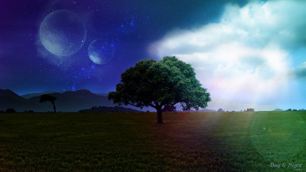 Дерево день и ночь