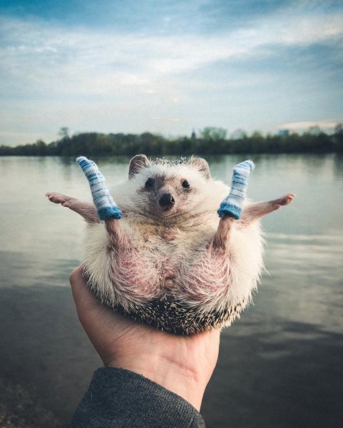 Радость животные