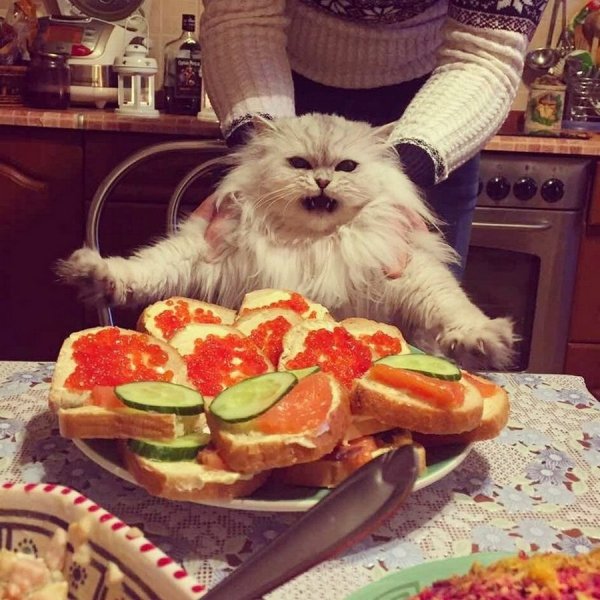 Котики и еда