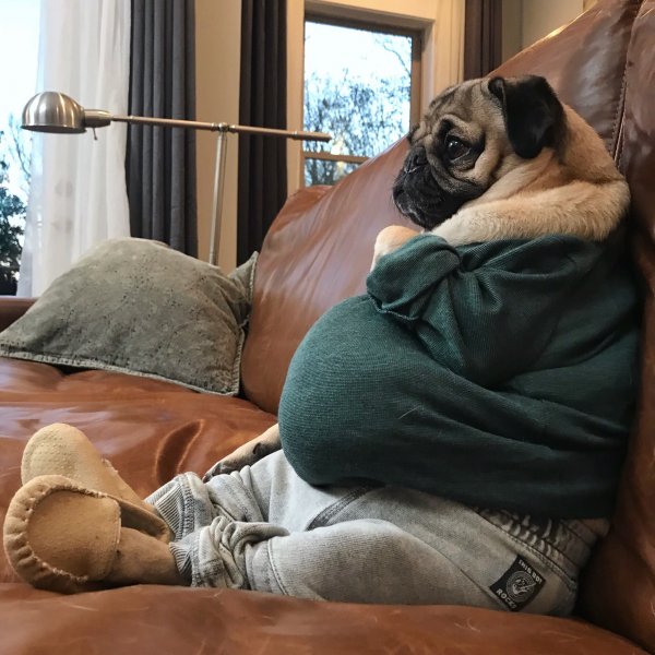 Мопс на диване