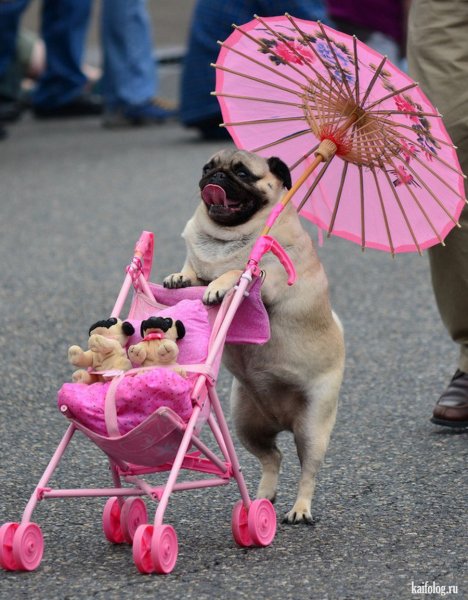 Позитивные животные для поднятия настроения