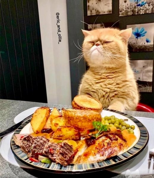 Привередливый кот