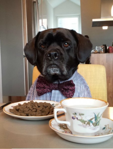 Доброе утро собачки