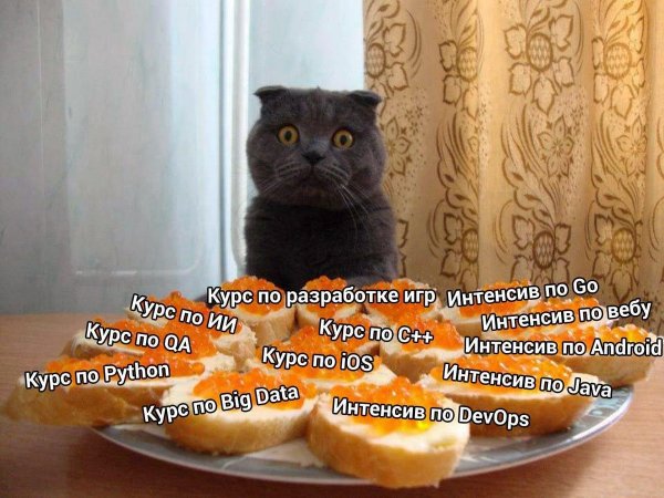 Кот и бутерброд с икрой