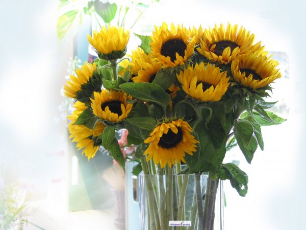 Доброго ранку гарного дня побажання