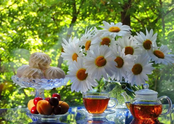 Ромашковое утро