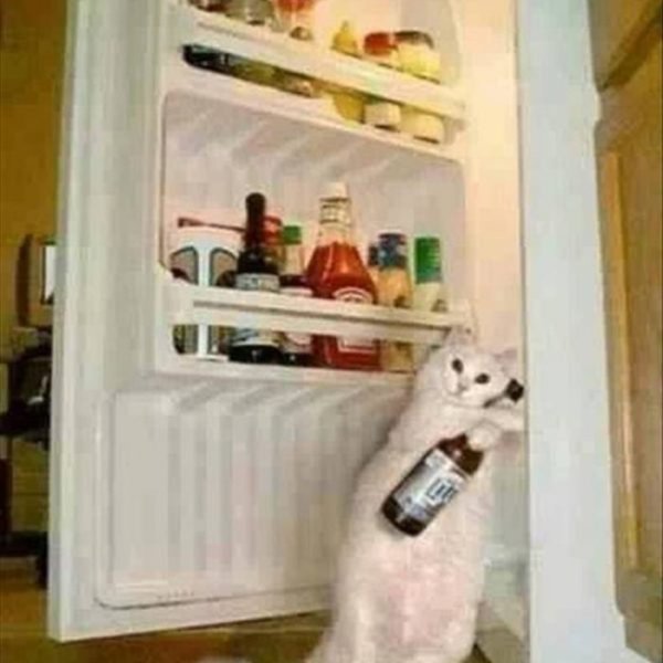 Кот рядом с холодильником