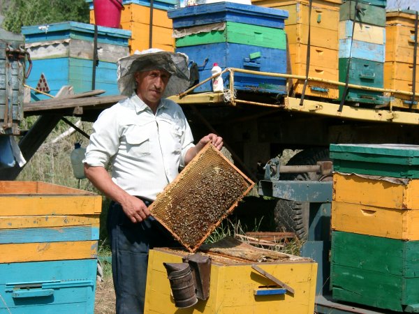 Пчеловодство в России