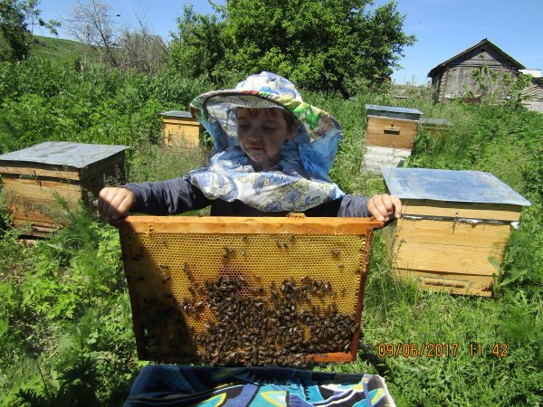 День пчеловода