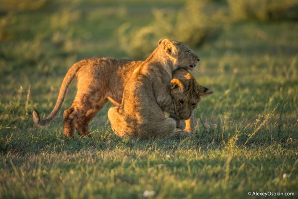 Африканский Львенок