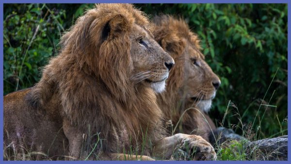 Всемирный день Льва 10 августа