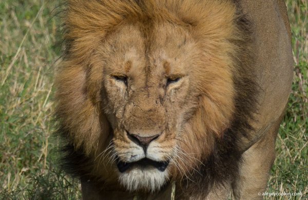 Львиная морда фото