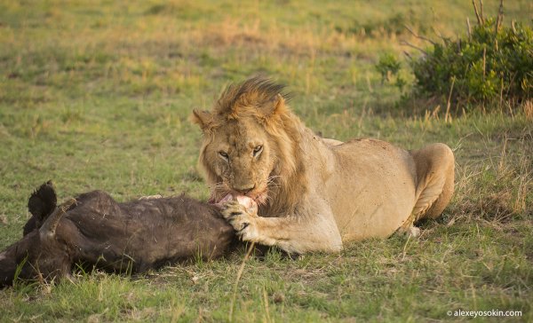 Всемирный день Льва картинки
