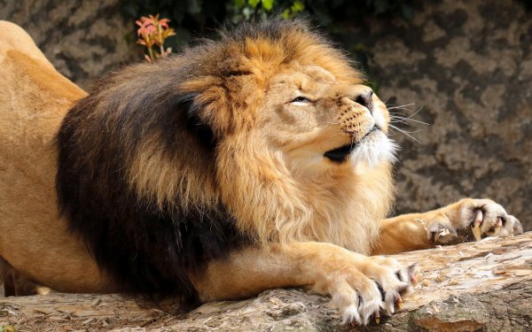 Солнечный Лев