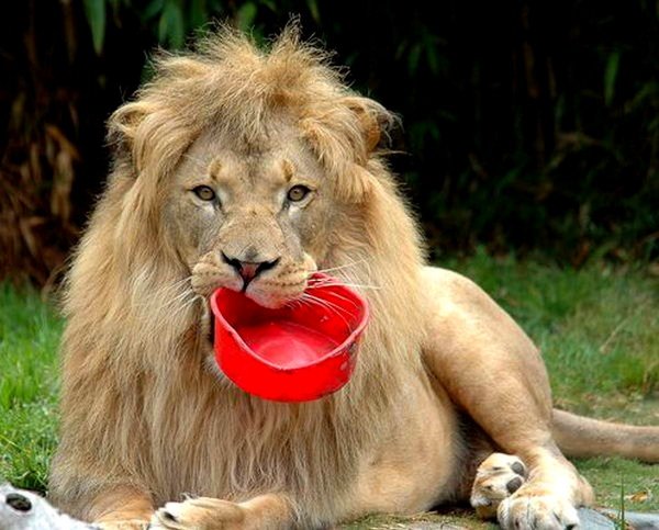 Всемирный день Льва 10 августа