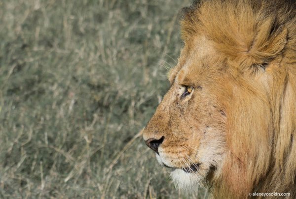 Рамка со львом