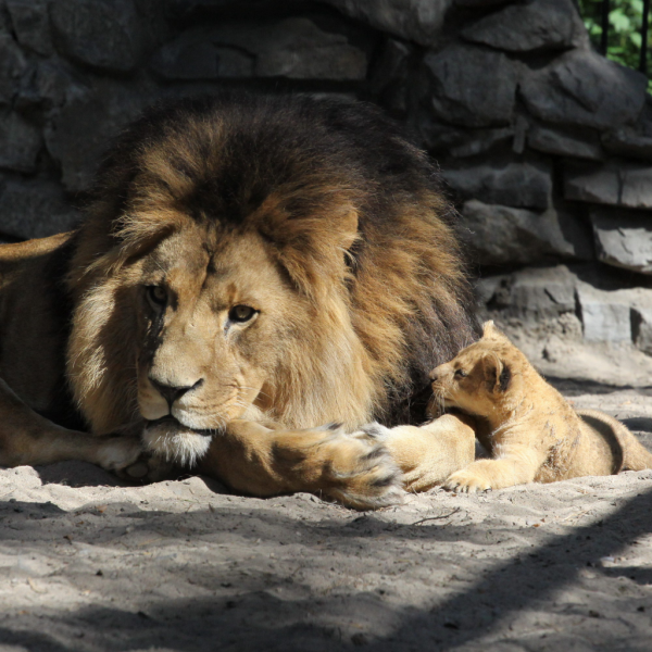 Новосибирский зоопарк Лев