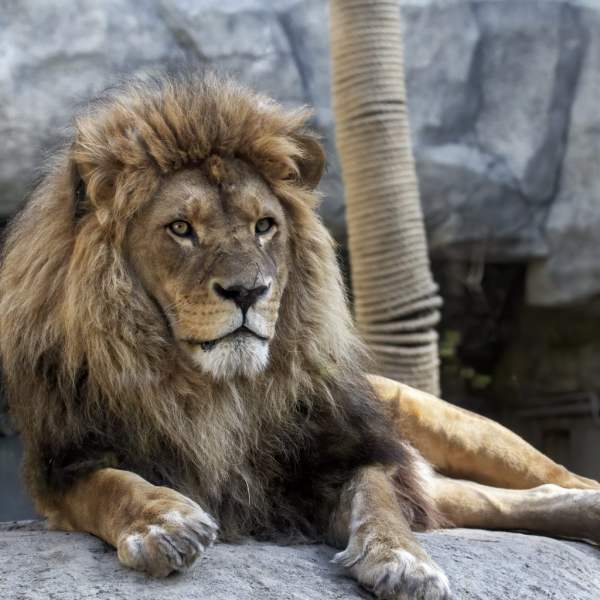 Всемирный день Льва