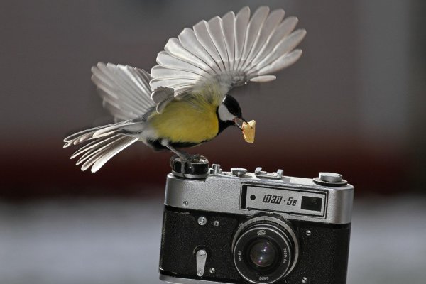 Всемирный день фотографа