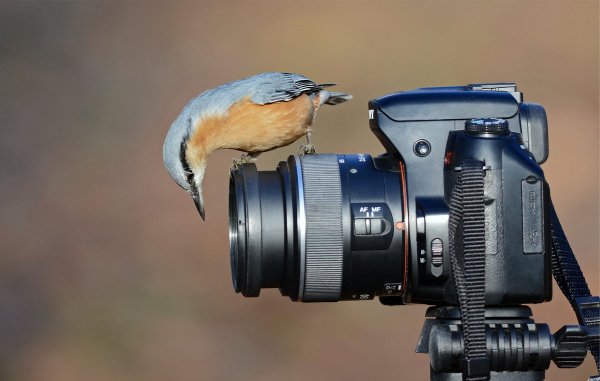 Фотограф птиц