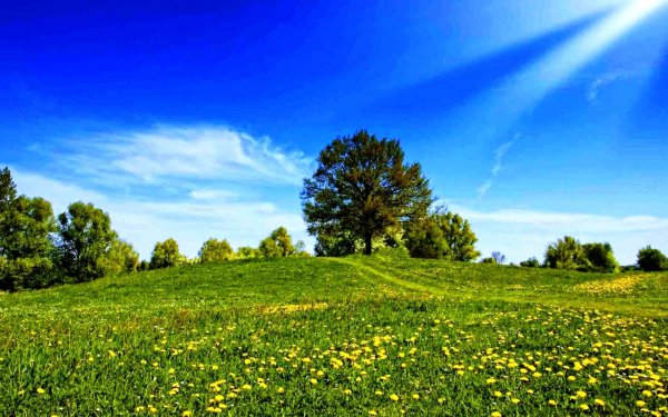 Лето солнце Поляна