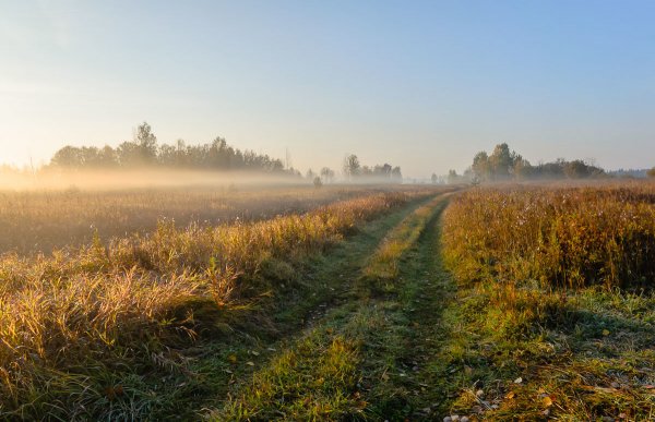 Лес поле утро