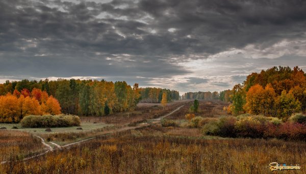 Картина на пустыре погожий осенний день