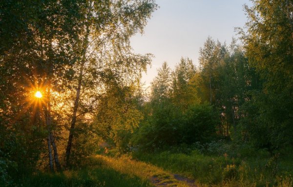 Опушка леса