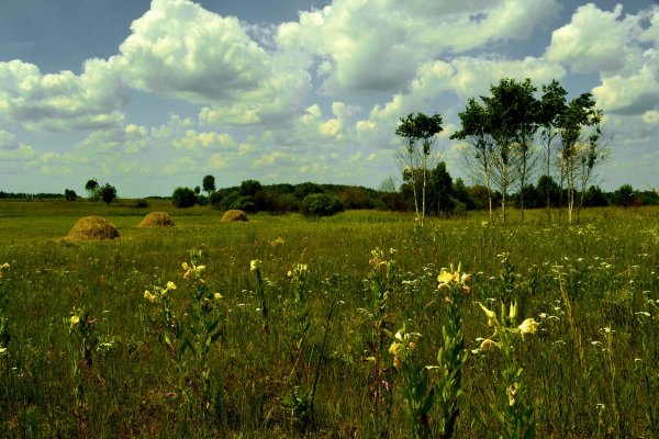 Сенокосная пора