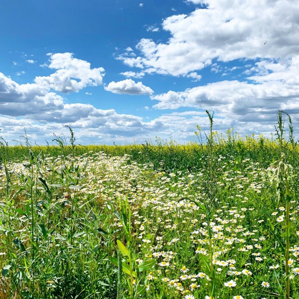 Летняя природа