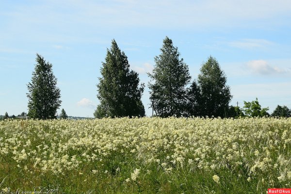 Пейзаж лето