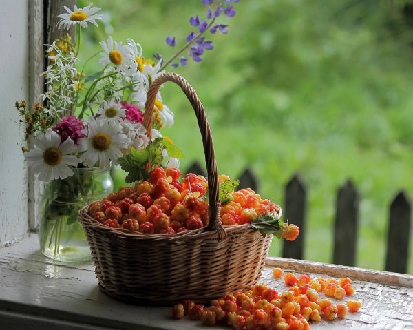 Лесное разнотравье