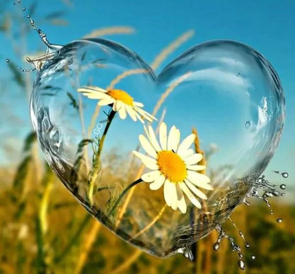 Солнце счастье