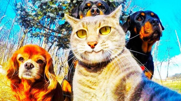 Селфи кота с собаками