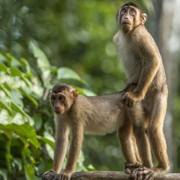 Животные приколы