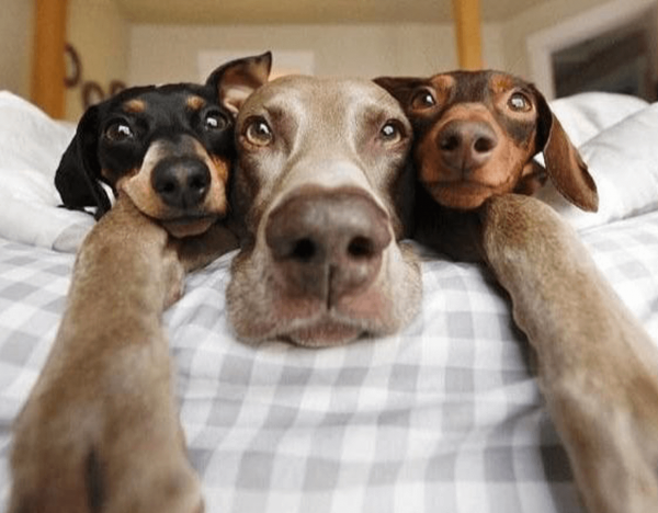 Забавные собаки