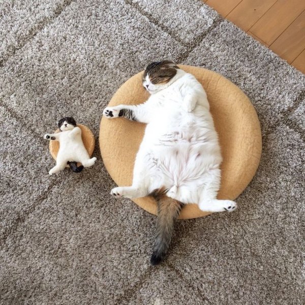 Коты для поднятия настроения