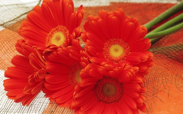 Герберы с пожеланиями