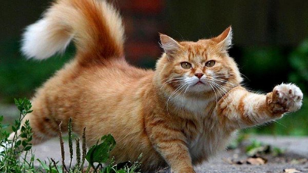 Кот пушистый рыжий